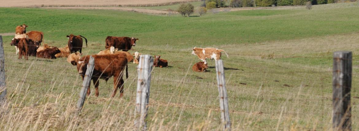 Cow Pasture